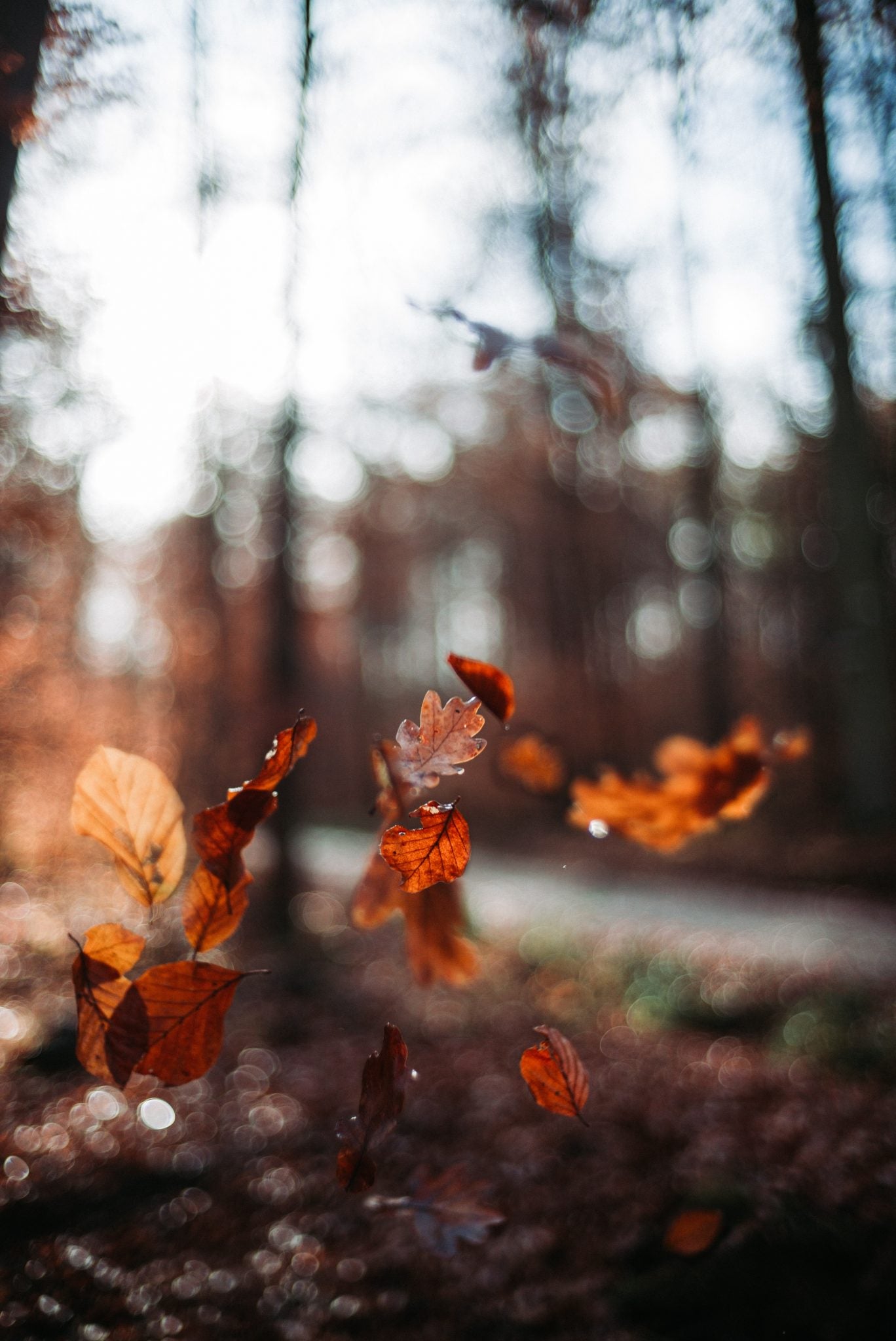 Our 3 Favorite Trikes This Fall